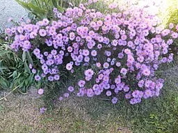 Mass setting of New England Aster (Symphyotrichum novae-angliae)