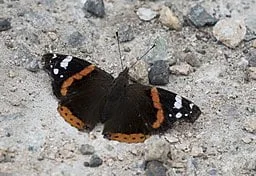 Red Admiral (Vanessa atalanta) on ground