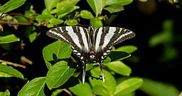 Zebra Swallowtail butterfly on shrub