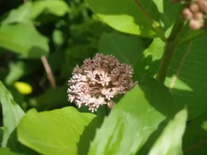 Flowers of common milkweed (Asclepias syriaca) in a garden, a West Virginia Milkweed.