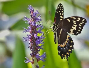 Palamedes swallowtail (Papilio palamedes) on purple flower.