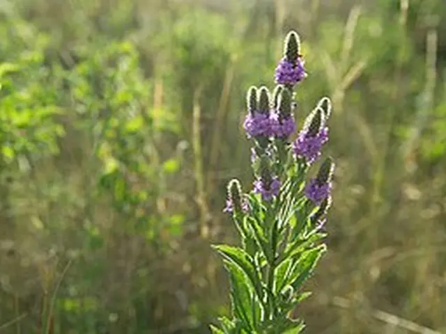 Plant of hoary vervain (Verbena stricta).