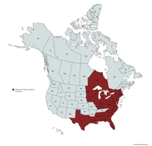 Range map of lupine (Lupinus perennis) in the United States and Canada.