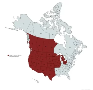 Range map of showy milkweed (Asclepias speciosa) in the United States and Canada.