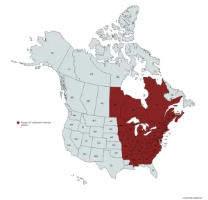 Range map of turtlehead (Chelone glabra) in the United States and Canada.