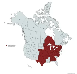 Range map of wild indigo (Baptisia australis) in the United States and Canada.