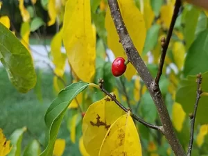 Red fruit of spicebush (Lindera benzoin).