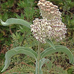 White flowers of Woollypod milkweed (Asclepias eriocarpa)