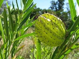 Green fruit of balloon milkweed