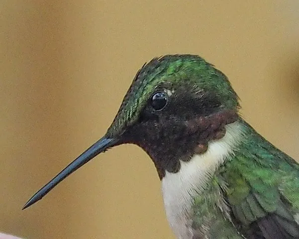 Ruby Throated Hummingbird