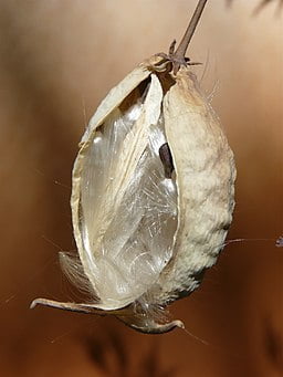 Seed pod of Heart-leaf Milkweed (Asclepias cordifolia)