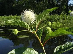 White flower of Buttonbush (Cephalanthus occidentalis)