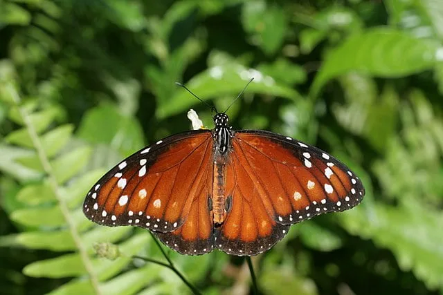 Queen butterfly on vegetation.