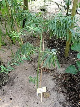 Plant of balloon milkweed (Asclepias physocarpa)