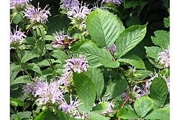 Hummingbird Moth on Wild Bergamot (Monarda fistulosa)