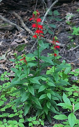 Plant with red flowers of Cardinal Flower (Lobelia cardinalis) in woodland setting