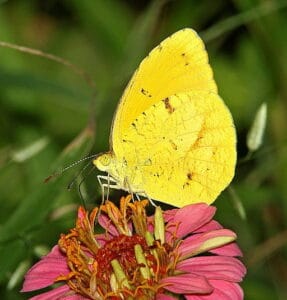 Sleepy Orange Butterfly on Flower
