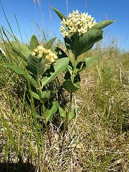 Plant of Oval-Leaf Milkweed (Asclepias ovalifolia)