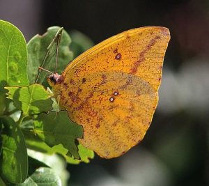 Orange Barred Sulphur on foliage