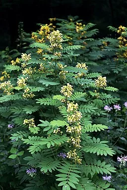 Plant of Maryland Senna (Senna marilandica)