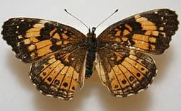Silvery Checkerspot butterfly on a white background