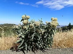 Plant of Woollypod Milkweed (Asclepias eriocarpa) in a field