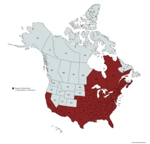 Range of Buttonbush (Cephalanthus occidentalis) in the United States and Canada.