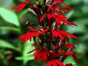 Red flowers of cardinal flowers (Lobelia cardinalis).