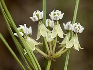 White flowers of horsetail milkweed (Asclepias subverticillata).