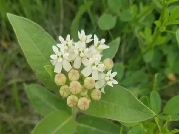 White flowers of oval-leaf milkweed (Asclepias ovalifolia), Michigan milkweed.