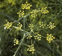 Foeniculum | Sweet Fennel