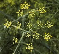 Foeniculum | Sweet Fennel