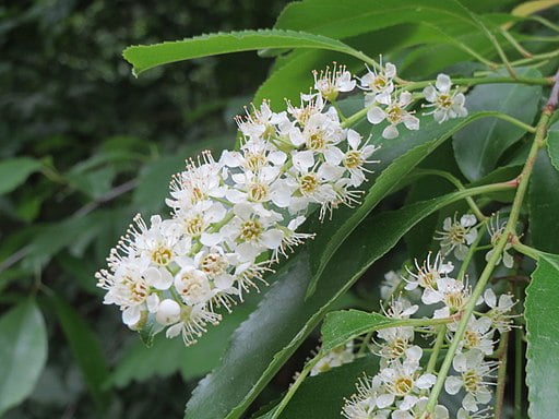 White flowers of Wild Black Cherry (Prunus serotina)
