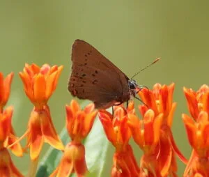 Coral Hairstreak (Satyrium titus) on butterfly weed