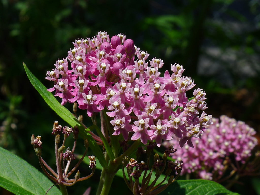 Pink Flowers of 'cinderella' cultivar of Swamp Milkweed