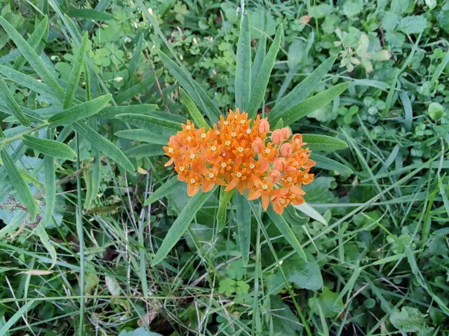 Orange flowers of butterfly weed (Asclepias tuberosa).