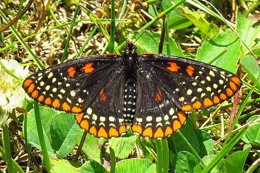Baltimore checkerspot on vegetation.