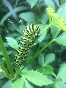 Green and black caterpillar of the Black Swallowtail