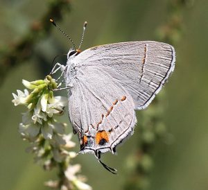 Gray Hairstreak Butterfly on a flower