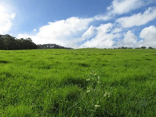 Balloon Milkweed in a field in Hawaii