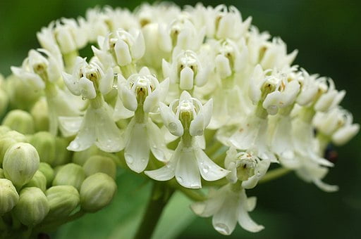White Flowers of 'Ice Ballet' cultivar of Swamp Milkweed