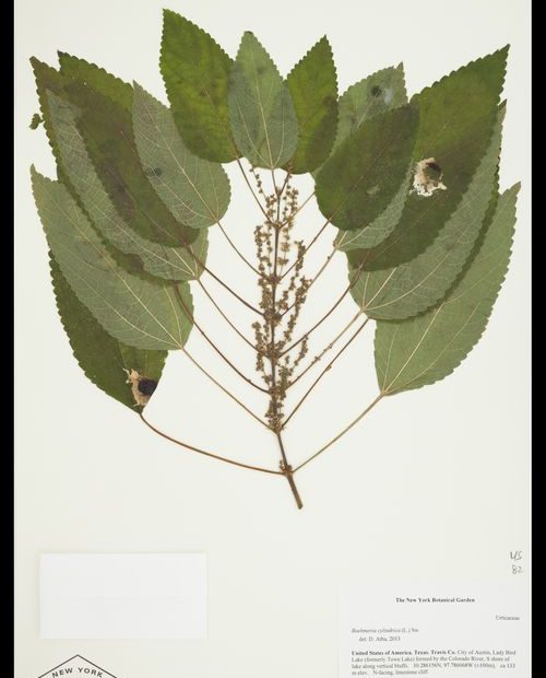 Herbarium specimen of False Nettle (Boehmeria cylindrica)