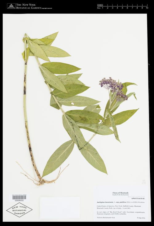 Herbarium specimen of Eastern Swamp Milkweed (Asclepias incarnata ssp. pulchra)