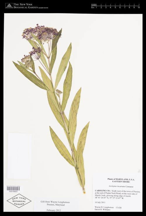 Herbarium specimen of Swamp Milkweed (Asclepias incarnata)