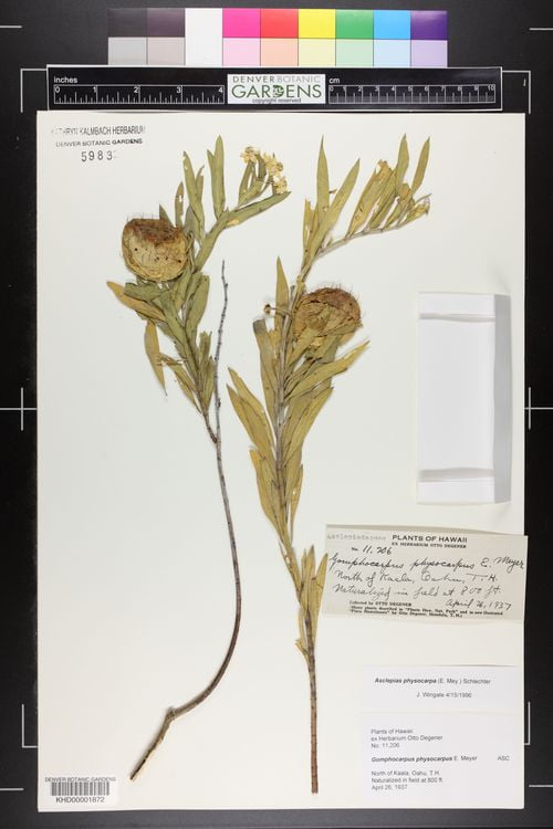 Herbarium specimen of Balloon Milkweed (Asclepias physocarpa)