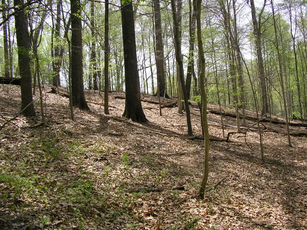 Mixed Mesic Hardwood forest in Delaware.