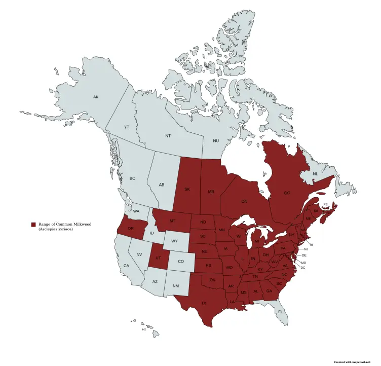 Range map of Common Milkweed (Asclepias syriaca) in the United States and Canada.