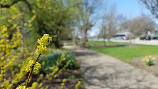 Yellow flowers of spicebush (Lindera benzoin) in a park-like setting.