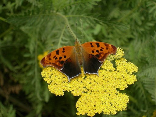 Question Mark butterfly on yellow Yarrow