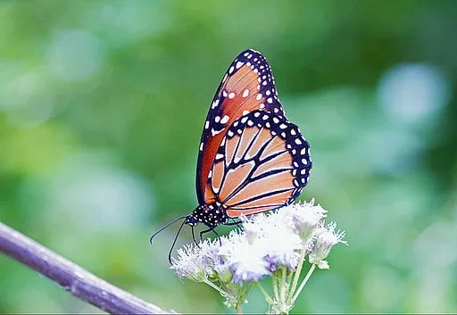 Queen Butterfly on white flower.